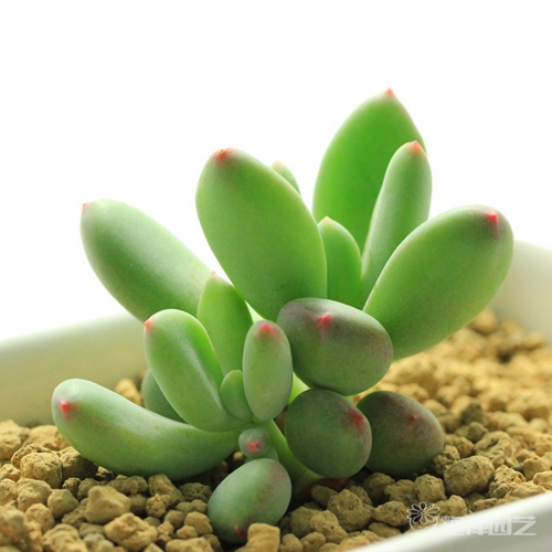 不同的职位部门如何摆植物有利!