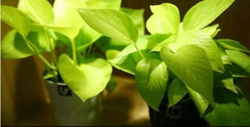 不同的职位部门如何摆植物有利!